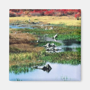 Íman Parque Estadual de Rickets Glen, PA