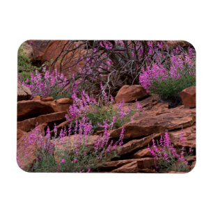 Íman Parque Nacional Capitol Reef, Utah, EUA