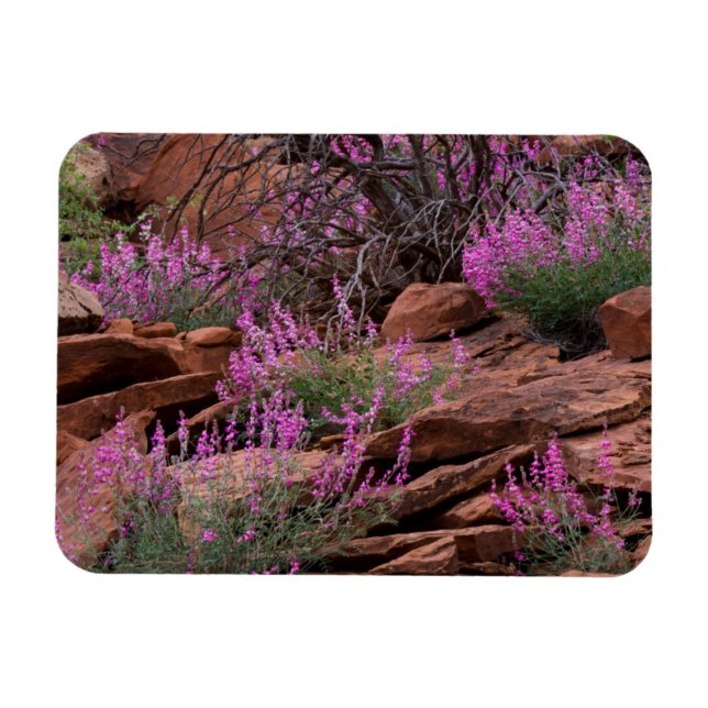 Íman Parque Nacional Capitol Reef, Utah, EUA (Horizontal)