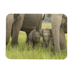 Íman Parque Nacional Corbett, Uttaranchal, Índia.