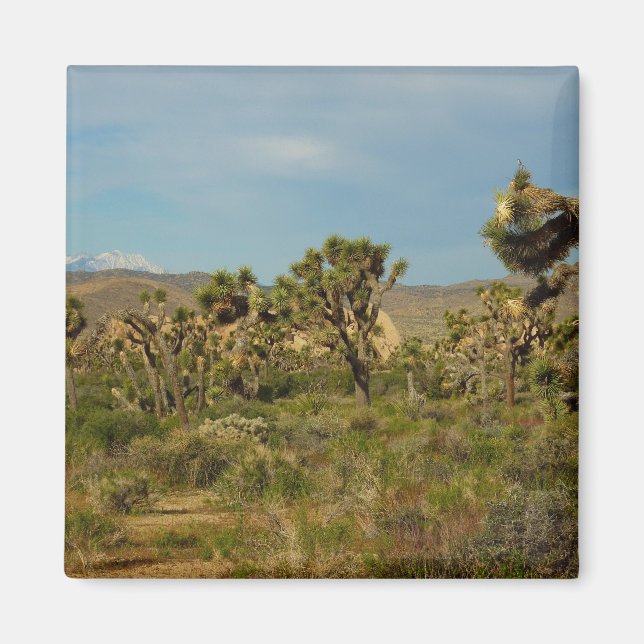 Íman Parque Nacional da Árvore de Josué Paisagem Desért (Frente)