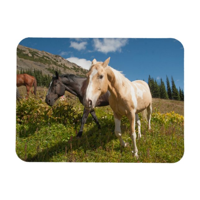 Íman Parque Nacional das Cascades do Norte (Horizontal)