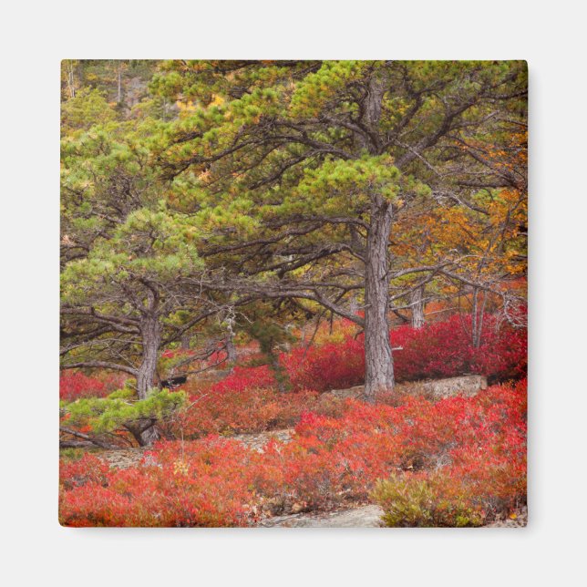 Íman Parque Nacional de Acadia, Maine (Frente)