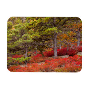 Íman Parque Nacional de Acadia, Maine