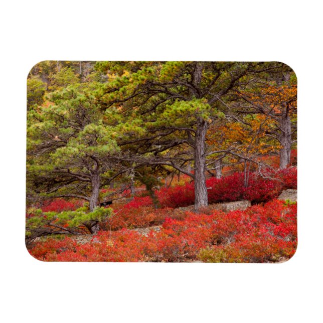 Íman Parque Nacional de Acadia, Maine (Horizontal)