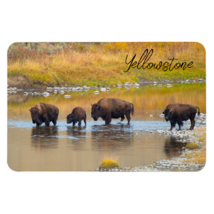Íman Parque Nacional de Bison River Crussing Yellowston