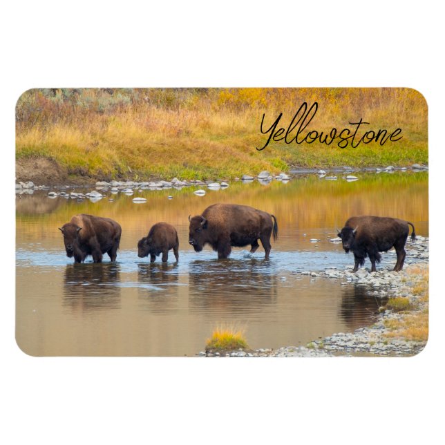 Íman Parque Nacional de Bison River Crussing Yellowston (Horizontal)