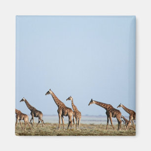 Íman Parque nacional de Etosha, Namíbia 2