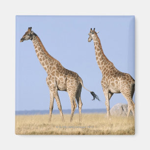 Íman Parque nacional de Etosha, Namíbia 3