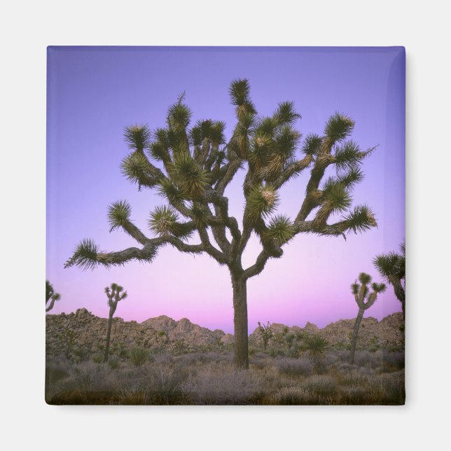 ÍMAN PARQUE NACIONAL DE JOSHUA TREE, CALIFÓRNIA. EUA. (Frente)