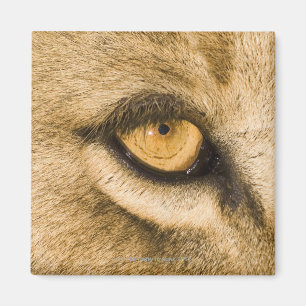 Íman Parque Nacional de Kruger, Província de Limpopo