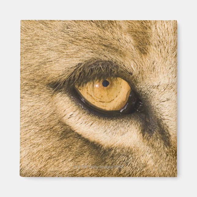 Íman Parque Nacional de Kruger, Província de Limpopo (Frente)