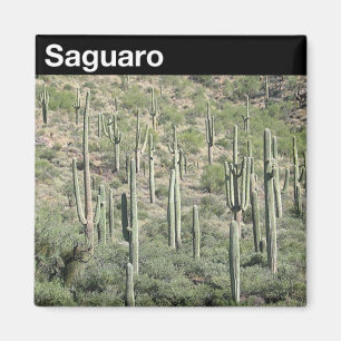 Íman Parque nacional de Saguaro