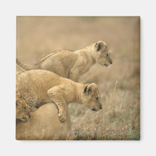 Íman Parque nacional de Serengeti, Tanzânia 2