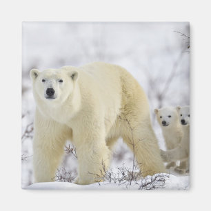 Íman Parque nacional de Wapusk, Canadá