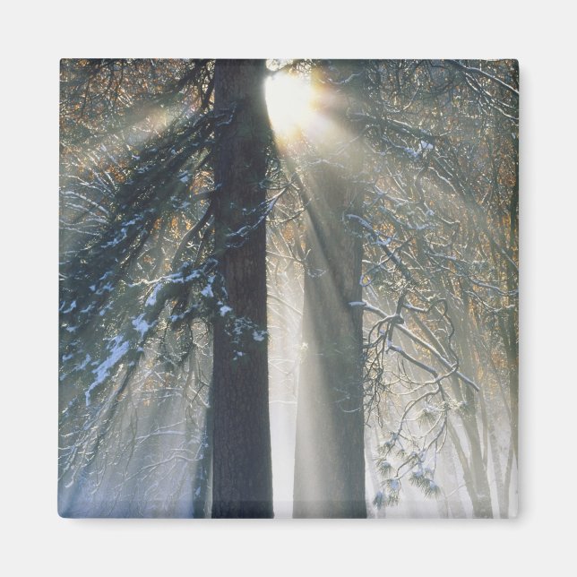 Íman Parque Nacional de Yosemite - Raios de sol fluindo (Frente)