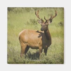 Íman Parque nacional dos EUA, Wyoming, Yellowstone,