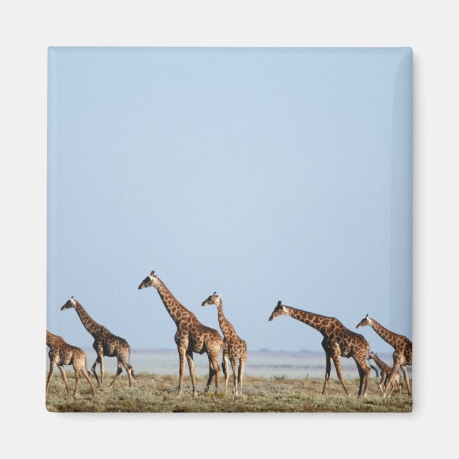 Íman Parque Nacional Etosha, Namíbia 2 (Frente)