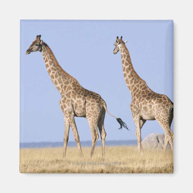 Íman Parque Nacional Etosha, Namíbia 3 (Frente)