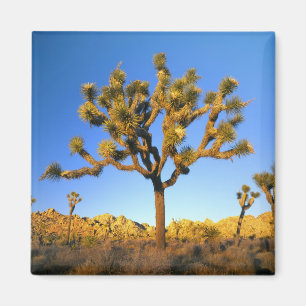 Íman Parque Nacional Joshua Tree, Califórnia. EUA.