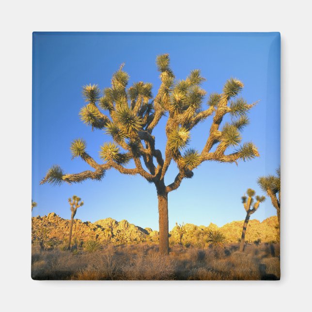 Íman Parque Nacional Joshua Tree, Califórnia. EUA. (Frente)
