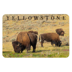 Íman Parque Nacional Lamar Valley Bison Yellowstone