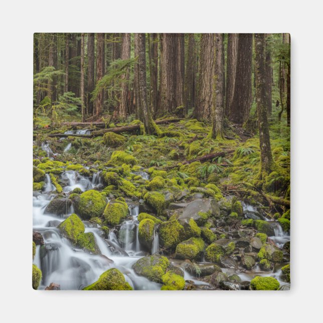Íman Parque Nacional Olímpico, Estado de Washington (Frente)