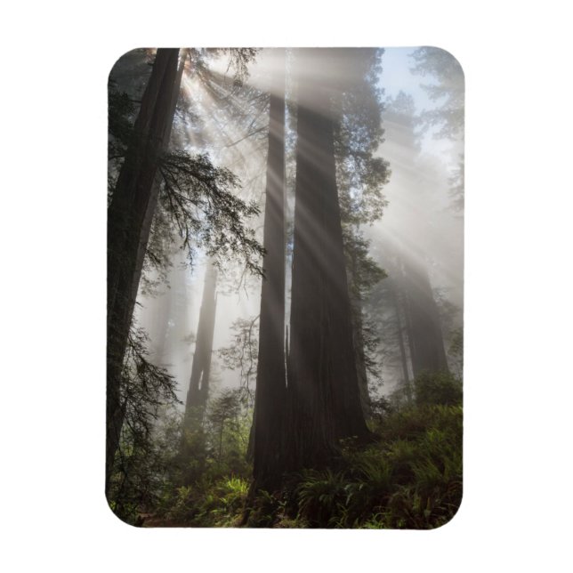 Íman Parque Nacional Redwood Califórnia (Vertical)