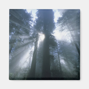 Íman Parque Nacional Redwood, Condado de Del Norte, neb