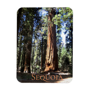 Íman Parque Nacional Sequoia