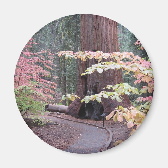 Íman Parque nacional Sequoia (Frente)