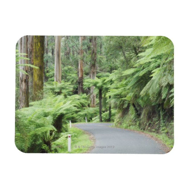 Íman Parque Nacional Tarra Bulga, Strzelecki Ranges (Horizontal)