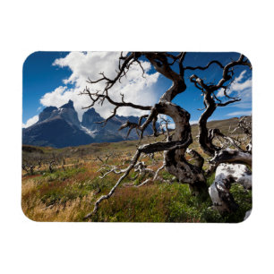Íman Parque Nacional Torres del Paine, árvores danifica