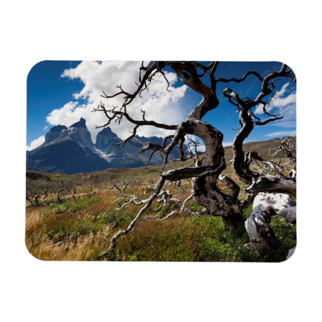 Íman Parque Nacional Torres del Paine, árvores danifica (Horizontal)