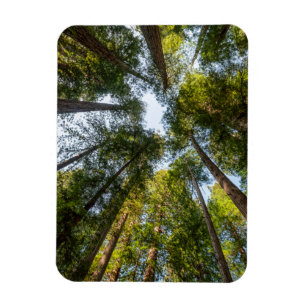Íman Parques Nacionais e Estaduais de Redwood, Califórn