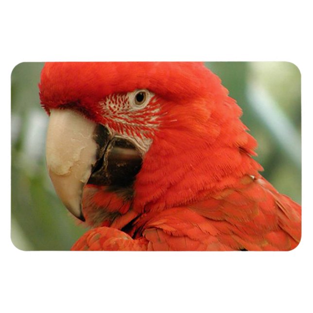 ÍMAN  PARROT (Horizontal)