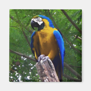Íman Parrot Pose ~