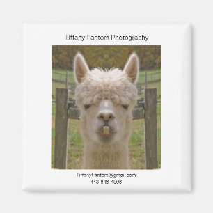 Íman Parte do Promo da alpaca