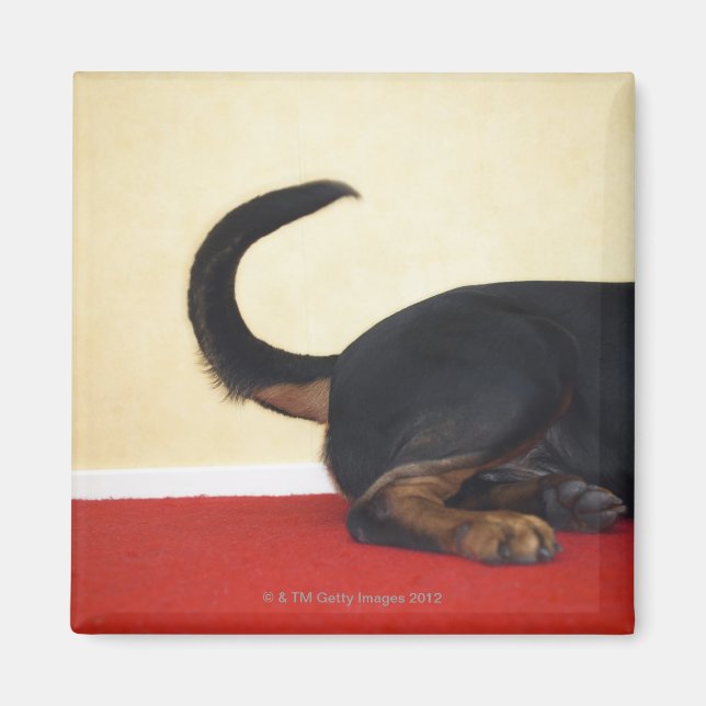 Íman Parte traseira da cauda do rottweiler (Frente)