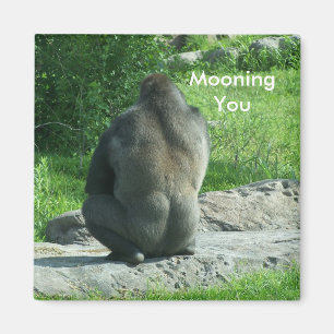 Íman parte traseira do gorila, Mooning o