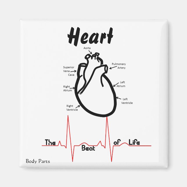 Íman Partes do Corpo — Coração Humano (Frente)
