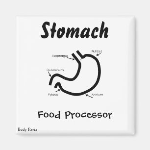 Íman Partes do corpo -- Estômago humano