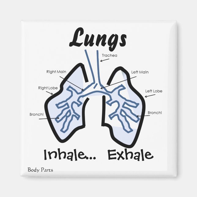 Íman Partes do Corpo — Pulmões Humanos (Frente)