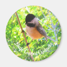 Íman Passarinhos Selvagens Natureza com Chapim-de-Cabeç