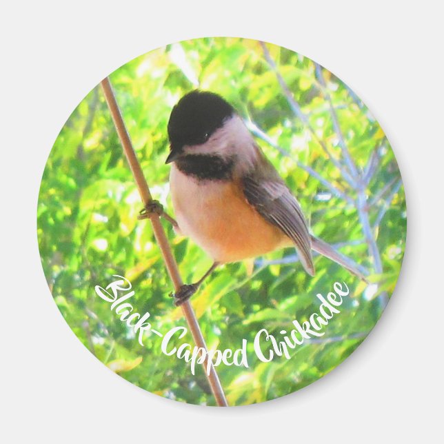 Íman Passarinhos Selvagens Natureza com Chapim-de-Cabeç (Frente)