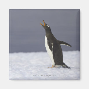 Íman Pássaro adulto do pinguim de Gentoo (Pygoscelis