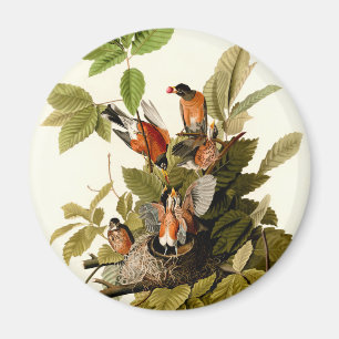 Íman Pássaro Americano Robin Wildlife