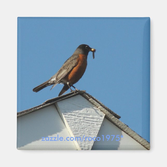 Íman Pássaro Anorior (Frente)