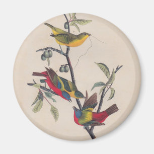 Íman Pássaro Antiguado Pintado com Audubon