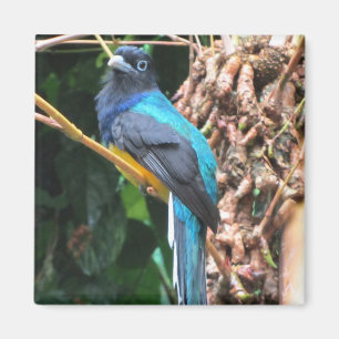 Íman Pássaro Azul de Cauda Longa